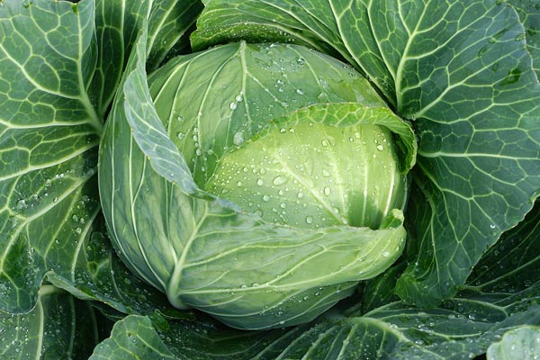 キャベツ (Cabbage)