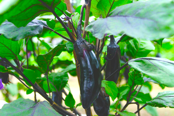 茄子 (Eggplant)