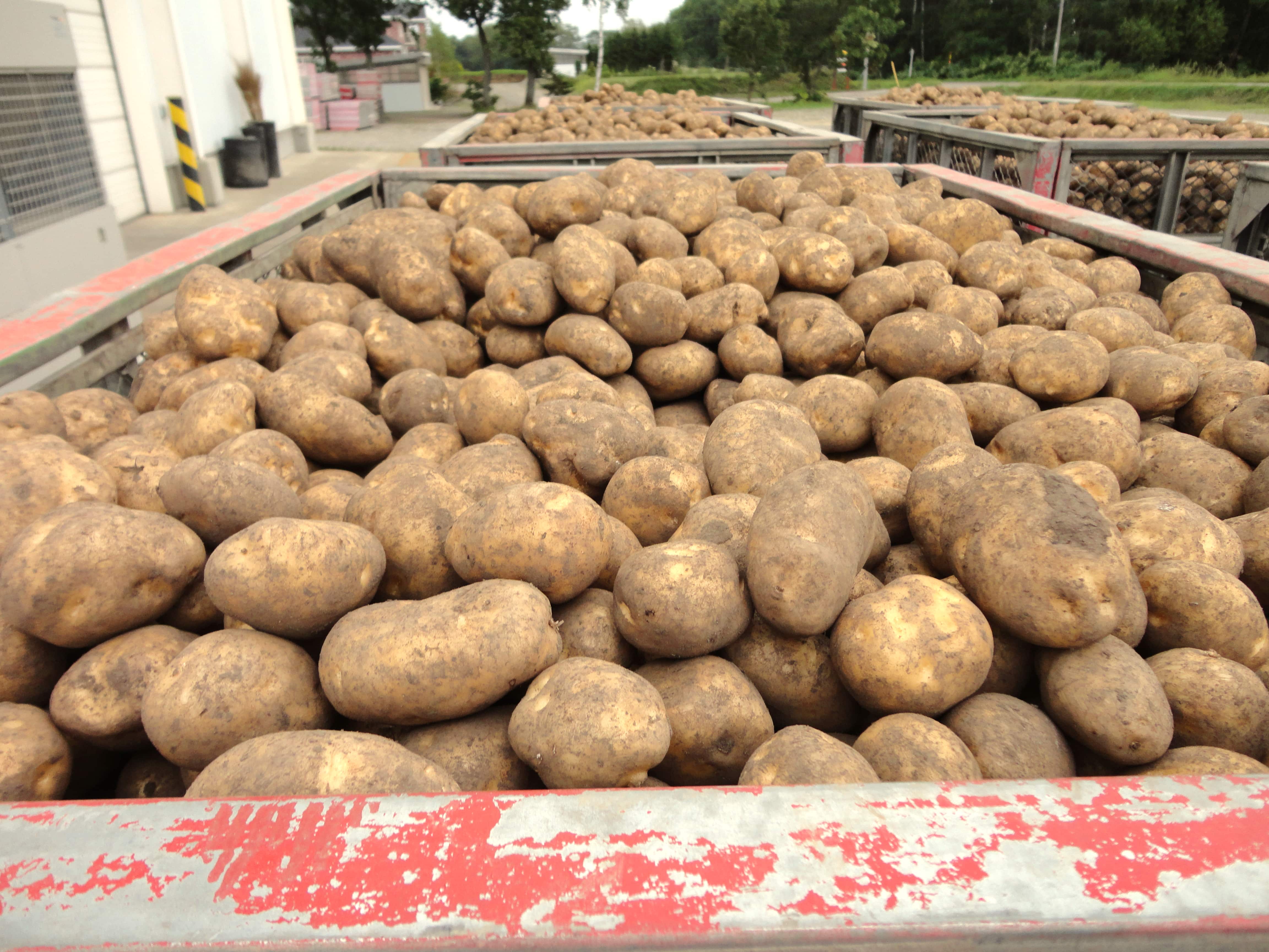 じゃがいも (Potato)