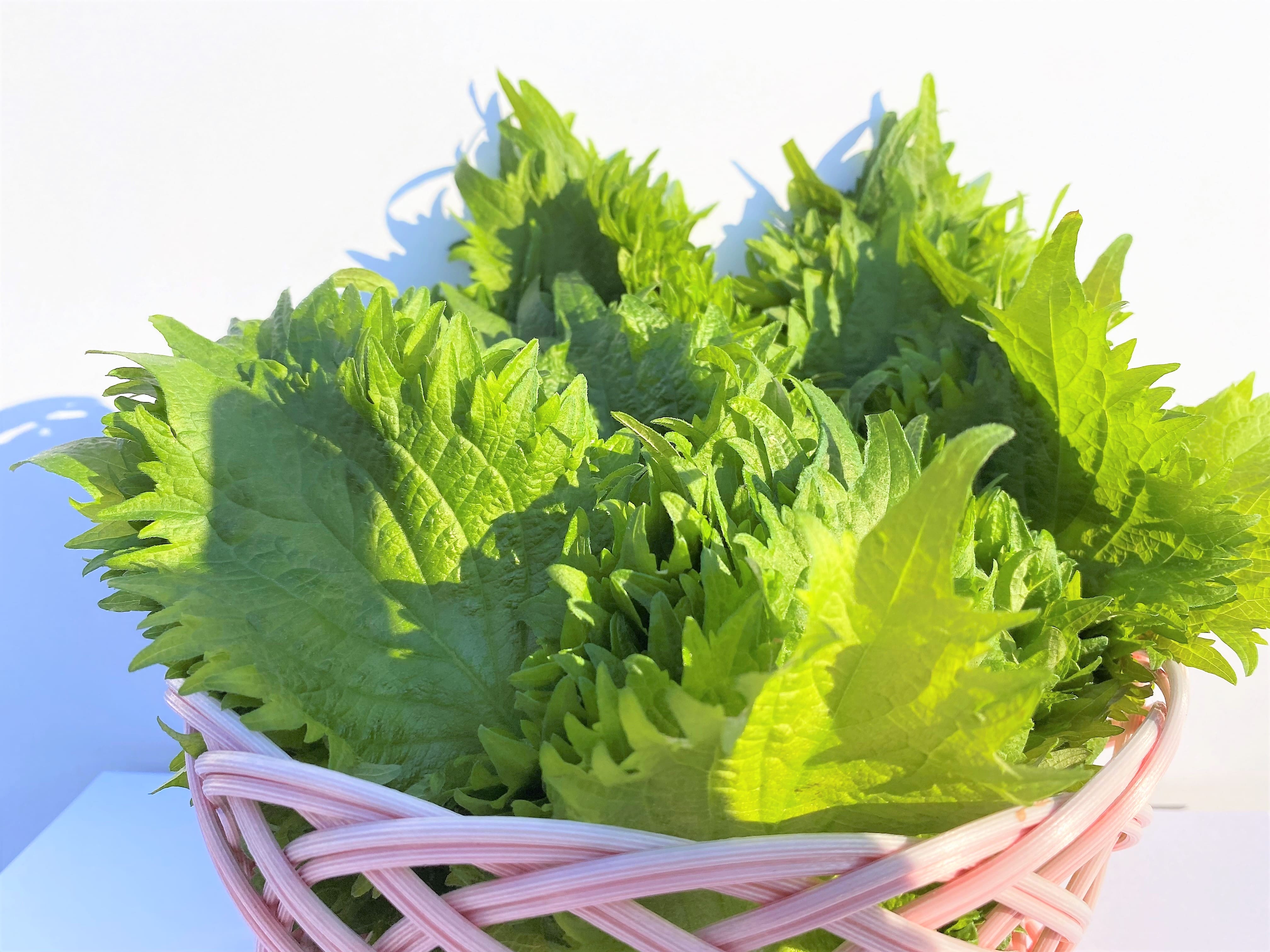 大葉 (Shiso)